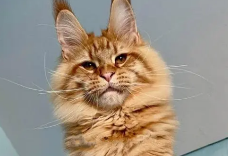 俄罗斯猫简介