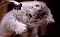 猫咪为什么洁癖严重怎么办