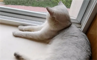 猫咪为什么喜欢在窗口