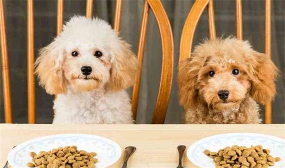 如何自制泰迪犬狗粮粉啊 如何自制泰迪犬狗粮粉啊