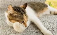 猫为什么早上咬我脚后跟呢