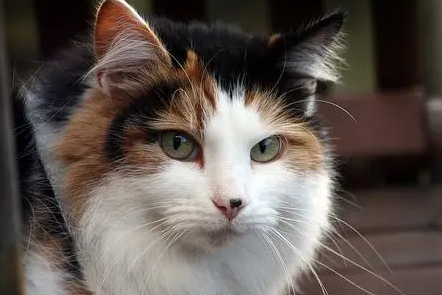 三色公猫好不好怎么样 三色公猫好不好怎么样