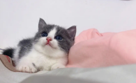 猫咪死亡时间线推理