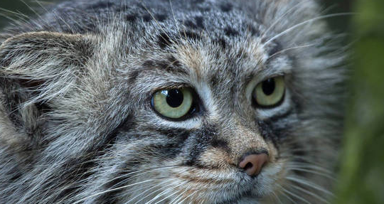 帕拉斯猫好不好养,怎么养? 帕拉斯猫好不好养,怎么养?