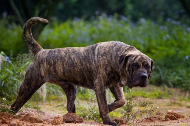 加纳利犬护卫怎么样？