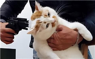 猫咪为什么不怕主人打它啊