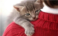 猫为什么要求被抱啊