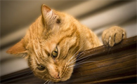 猫在狂犬病潜伏期会传染吗为什么