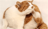 猫咪为什么喜欢挠它耳朵呢