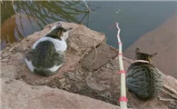 猫为什么会遛鱼动作啊