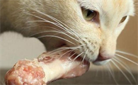 猫咪啃骨头好吗为什么呢