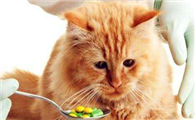 小猫吃体内驱虫药后拉稀禁食多久啊