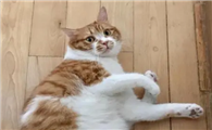 猫咪为什么跟我杠上了呢