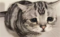 为什么有人为猫咪伤心啊