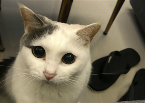 原来“三花猫”有这些优点,养过的人都上瘾,想戒掉很难 原来“三花猫”有这些优点,养过的人都上瘾,想戒掉很难