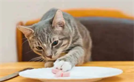 搬家之后猫咪为什么不吃饭了