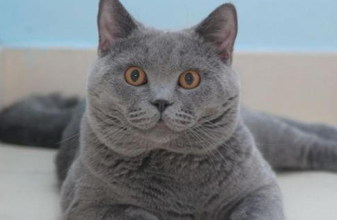 沙特尔猫和英短的区别 沙特尔猫和英短的区别