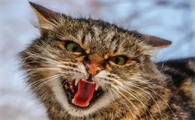 猫生气时发出的声音是怎样的啊