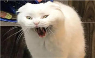 猫恨主人的十种表现有哪些