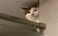 猫咪为什么偷窥主人洗澡呢