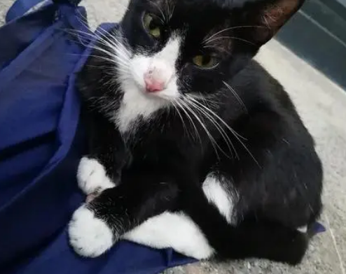 踏雪猫是什么品种?来看看吧 踏雪猫是什么品种?来看看吧