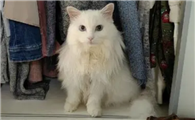 猫咪为什么喜欢蹲在衣柜里呢