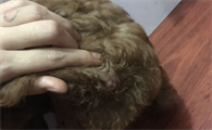 泰迪的肛门腺要多久挤一次好