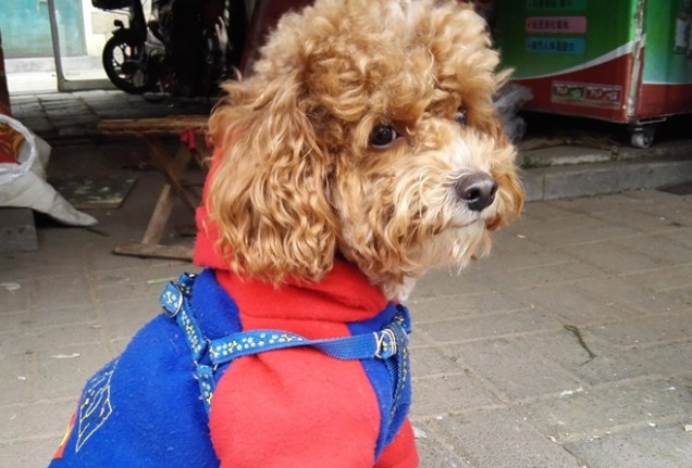 泰迪狗衣服怎么织教程 泰迪狗衣服怎么织教程