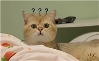 猫为什么怕土味情话啊