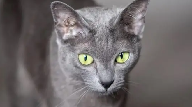 世界上最大的猫——乌克兰猫Angie