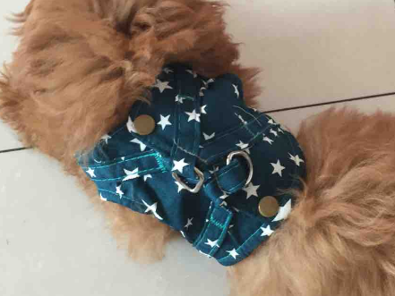 德丰Dog's life宠物用品怎么样?来了解下吧 德丰Dog's life宠物用品怎么样?来了解下吧