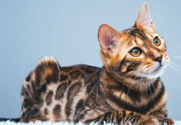 孟加拉猫有哪些优点和缺点？想知道的看过来