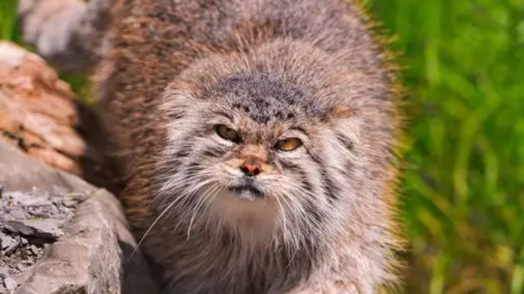 帕拉斯猫凶狠吗？