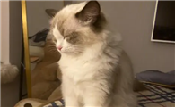 猫咪为什么会突然站着睡觉呢