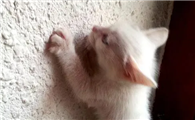 猫咪为什么会挠墙呢