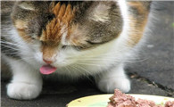 猫食欲不振是什么原因呢