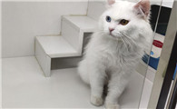 猫咪寄养一年多少钱正常