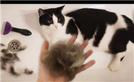 家里的猫毛太多怎么清理干净？