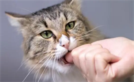 怎么样才能让猫咪不咬人呢