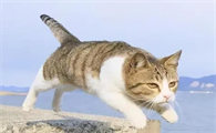 猫咪为什么会跑的快的原因有哪些