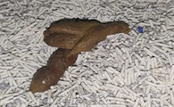猫拉软便但精神很好是怎么回事啊