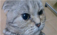猫鼻支的潜伏期是多久呢