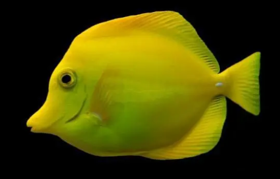 介绍一种非常可爱的海水鱼—黄金吊! 介绍一种非常可爱的海水鱼—黄金吊!