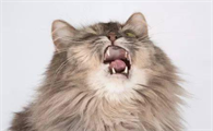 猫咪像卡痰一样怎么回事