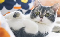 猫猫到新家有点拉肚子怎么办