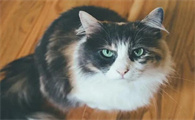 猫咪为什么不碰东西睡觉呢