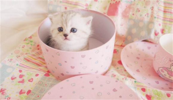 揭秘世界上最小的猫——茶杯猫