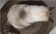 猫背上起皮屑是为什么呢