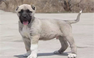 坎高犬好养吗