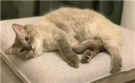 猫咪喜欢跑卧室是为什么呢